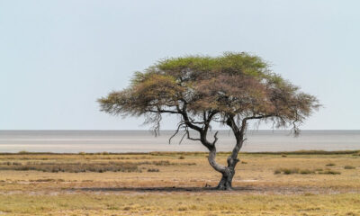africa