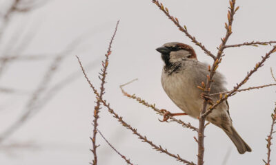 birds