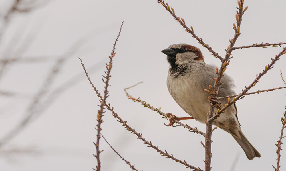 birds